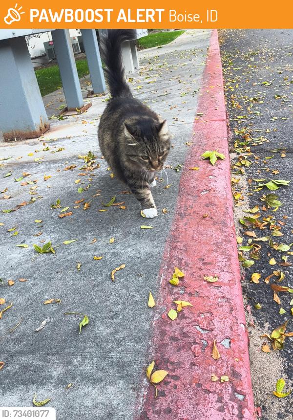 Found/Stray Unknown Cat last seen Near W Florence Lane Boise idaho, Boise, ID 83704