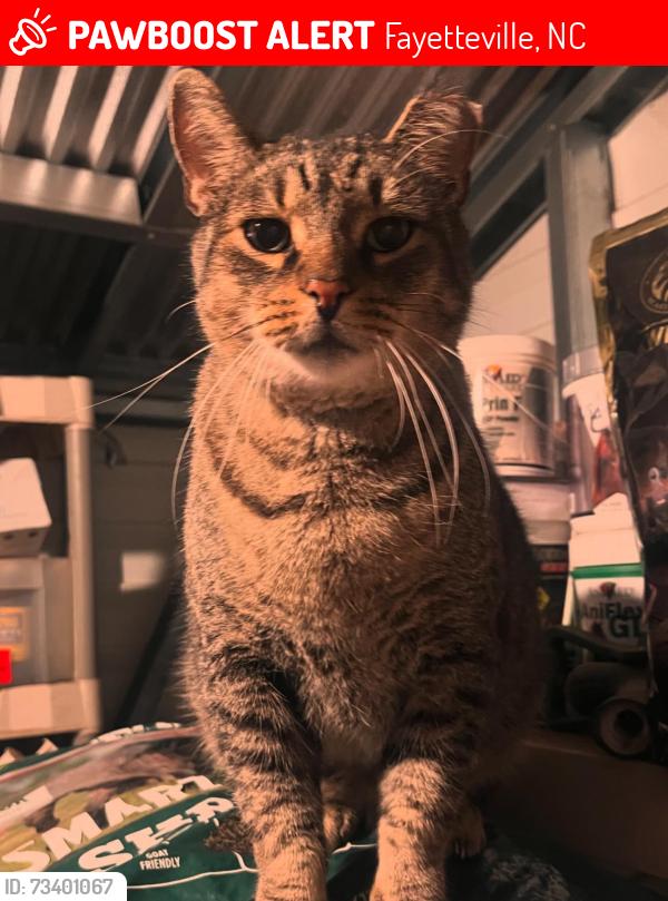 Lost Male Cat last seen Pepperchase Dr and River Rd, Fayetteville, NC 28312