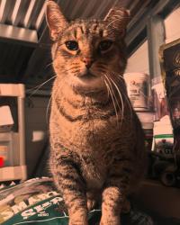 Lost Male Cat last seen Pepperchase Dr and River Rd, Fayetteville, NC 28312