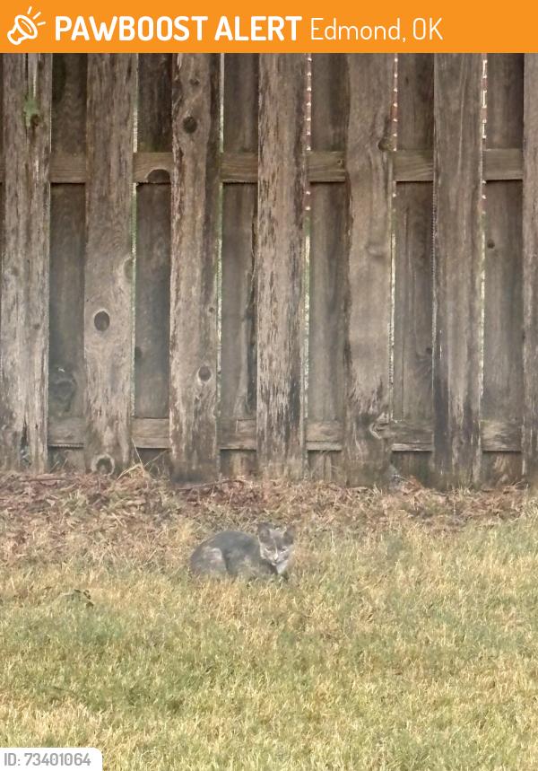 Found/Stray Unknown Cat last seen Thomas Trails, Edmond, OK 73003