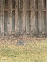 Found/Stray Unknown Cat last seen Thomas Trails, Edmond, OK 73003
