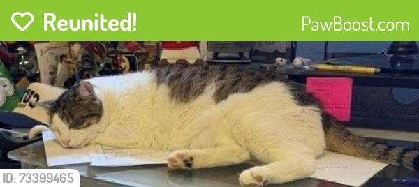 Reunited Male Cat last seen Brooktree Drive & Brookcrest Drive, near Brooktree Creek, Citrus Heights, CA 95621