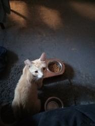 Reunited Female Cat last seen Mono drive, Modesto, CA 95354