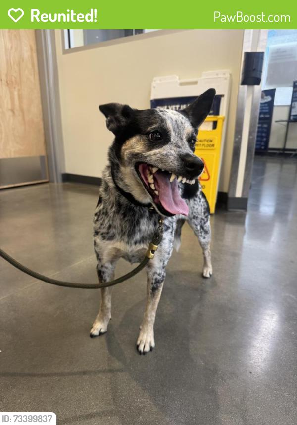 Reunited Female Dog last seen Graciosa Dr and Gower St., Los Angeles, CA 90068