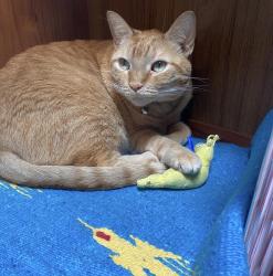 Reunited Male Cat last seen Near Dunleer Pl, Los Angeles, CA 90064, USA, Los Angeles, CA 90064