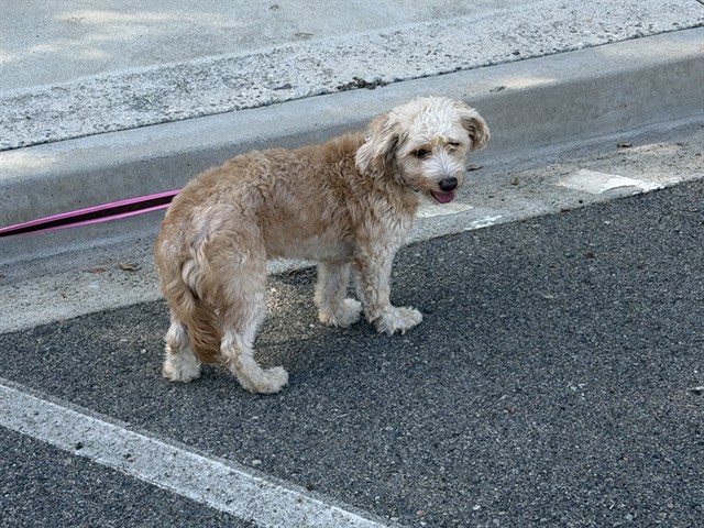 Shelter Stray Male Dog last seen IRVINE CENTER DR/ETERTAINMENT, 92618, 6443 Oak Canyon, Irvine, CA 92618, USA