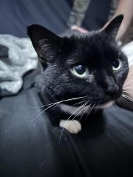 Reunited Unknown Cat last seen Crane Creek off Murrell, Brevard County, FL 32940