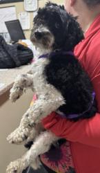 Reunited Male Dog last seen Van Houten & Alfred St Clifton, Clifton, NJ 07013