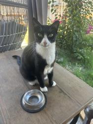 Lost Male Cat last seen La Loma by moose park, Modesto, CA 95354