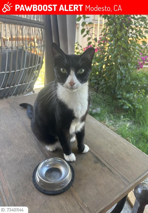 Lost Male Cat last seen La Loma by moose park, Modesto, CA 95354