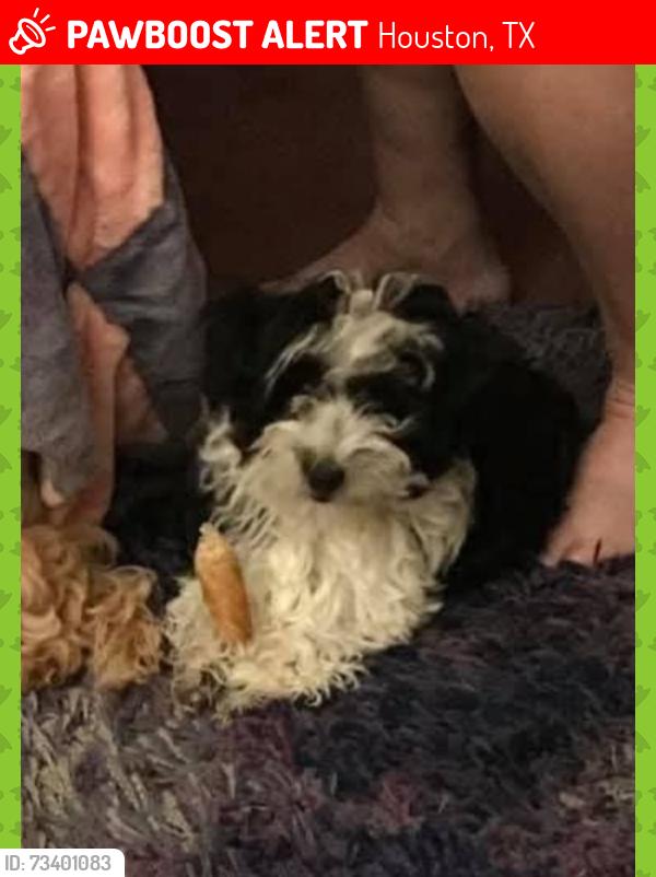 Lost Female Dog last seen Near connorvale rd, Houston, TX 77039