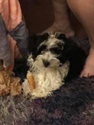 Lost Female Dog last seen Near connorvale rd, Houston, TX 77039