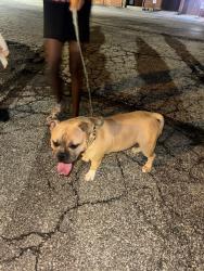Found/Stray Female Dog last seen Hanford st & 18th, Columbus, OH 43206