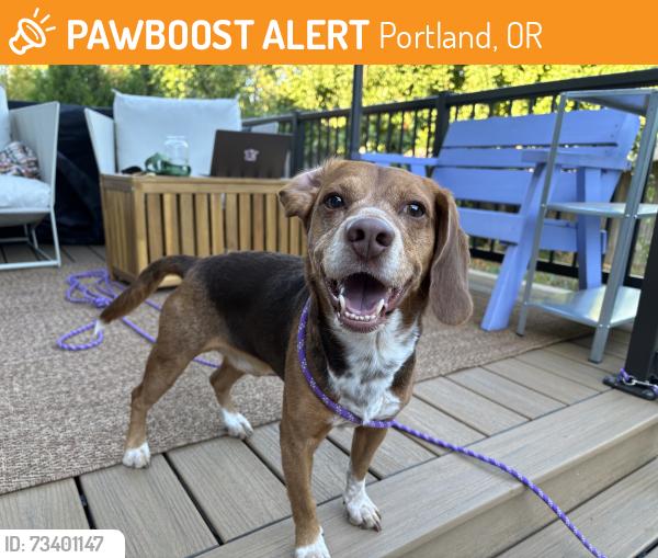 Found/Stray Male Dog last seen SE 54 and Reedway, Portland, OR 97206