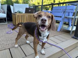 Found/Stray Male Dog last seen SE 54 and Reedway, Portland, OR 97206