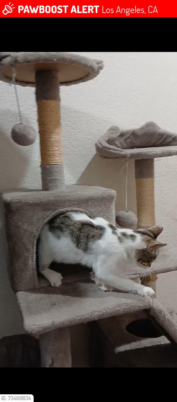 Lost Female Cat last seen 63rd street and Crenshaw Ave, Los Angeles, CA 90043