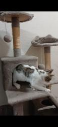 Lost Female Cat last seen 63rd street and Crenshaw Ave, Los Angeles, CA 90043