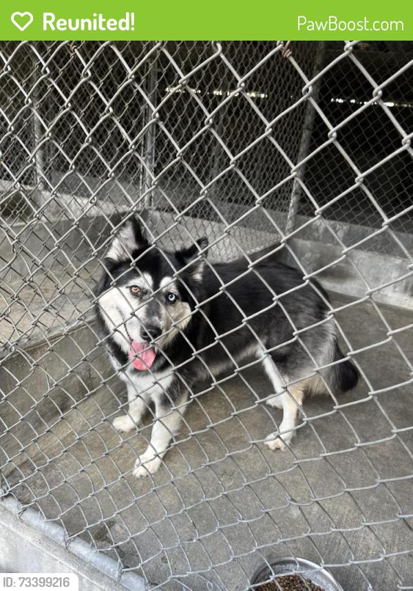 Reunited Unknown Dog last seen Walnut Grove Ave, Rosemead, CA 91770