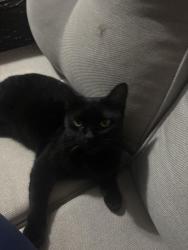 Lost Female Cat last seen Morning creek drive easily sc, Easley, SC 29640