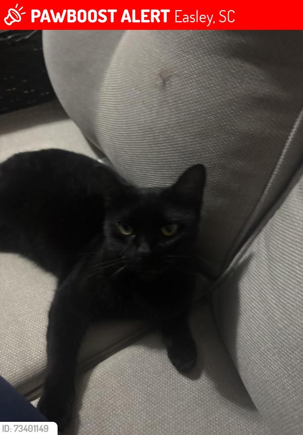 Lost Female Cat last seen Morning creek drive easily sc, Easley, SC 29640