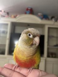 Lost Unknown Bird last seen Massachusetts Ave and Rowan Rd, New Port Richey, FL 34653
