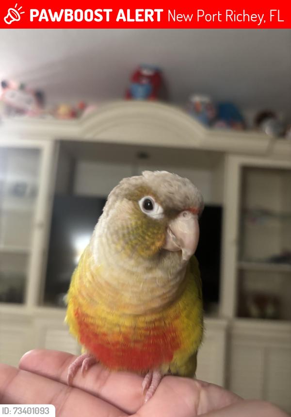 Lost Unknown Bird last seen Massachusetts Ave and Rowan Rd, New Port Richey, FL 34653