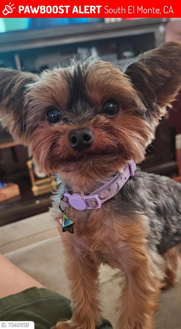 Lost Female Dog last seen Galax St and leafdale s el monte, South El Monte, CA 91733