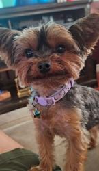 Lost Female Dog last seen Galax St and leafdale s el monte, South El Monte, CA 91733