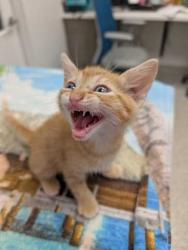 Shelter Stray Male Cat last seen Near Benton Blvd, 64130, MO, 7077 Elmwood Ave, Kansas City, MO 64132, USA