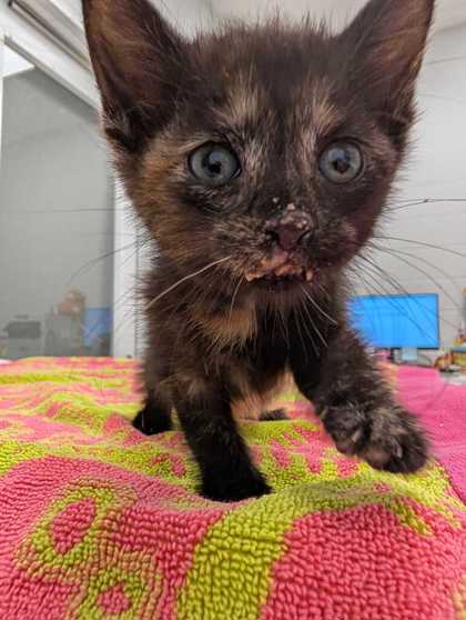 Shelter Stray Female Cat last seen NE M 152 Hwy E & N Oak Trfy, 64155, 64155, MO, 7077 Elmwood Ave, Kansas City, MO 64132, USA