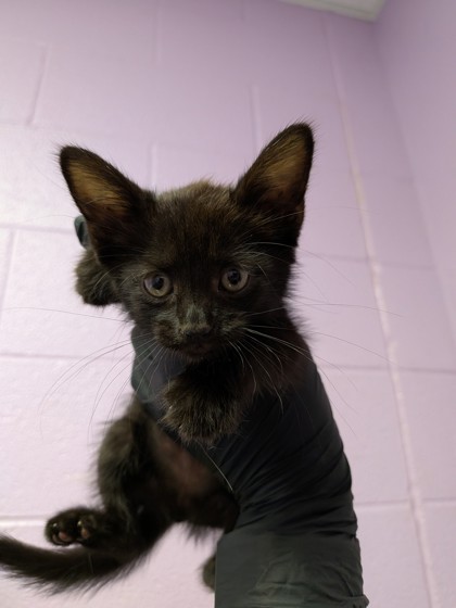 Shelter Stray Female Cat last seen Near GATEWAY EAST, CITY of El Paso, TX, 5001 Fred Wilson Ave, El Paso, TX 79906, USA