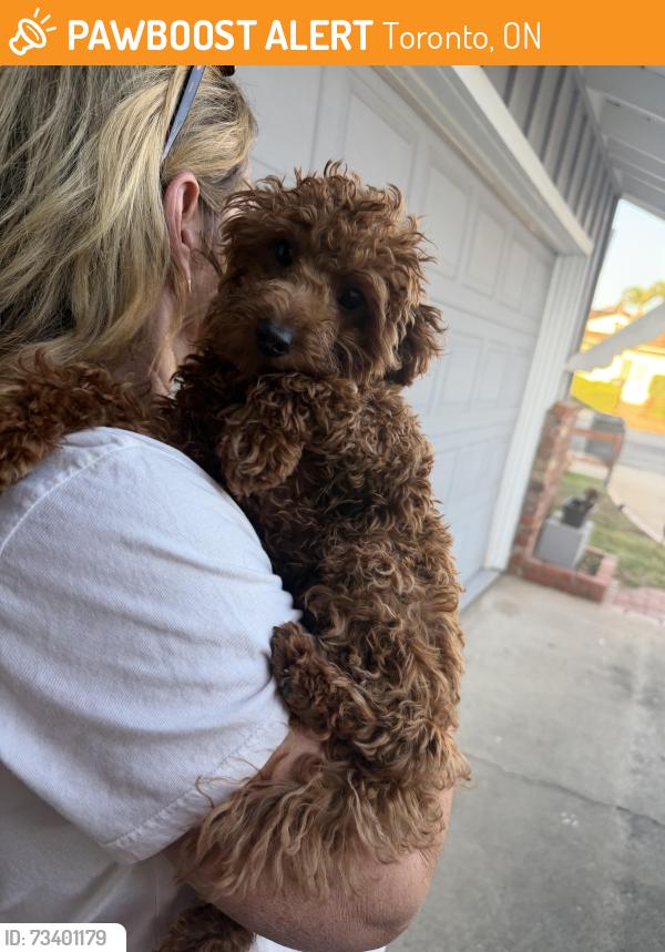Found/Stray Unknown Dog last seen Kennedy Park, El Cajon CA, Toronto, ON 