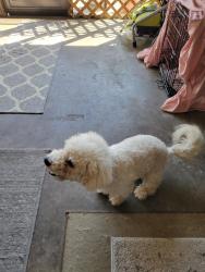 Lost Male Dog last seen Husson, Palatka, FL 32177