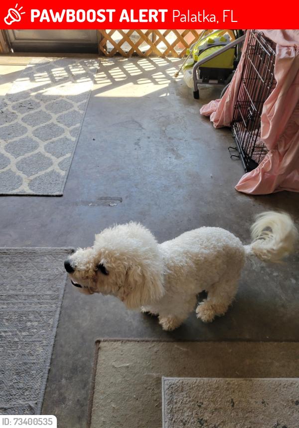 Lost Male Dog last seen Husson, Palatka, FL 32177