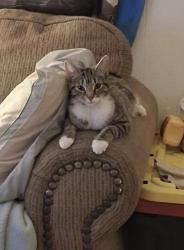 Lost Female Cat last seen Willow st, Berkeley dr, scammed dr, horizon blvd, Pemberton Township, NJ 08015