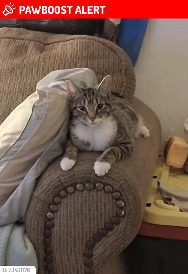 Lost Female Cat last seen Willow st, Berkeley dr, scammed dr, horizon blvd, Pemberton Township, NJ 08015