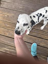 Found/Stray Unknown Dog last seen Churchill downs, Louisville, KY 40215