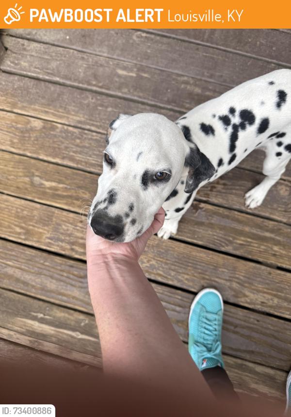 Found/Stray Unknown Dog last seen Churchill downs, Louisville, KY 40215