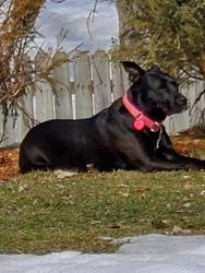 Lost Female Dog last seen Jackson/Adolphus & Roselawn, Saint Paul, MN 55117