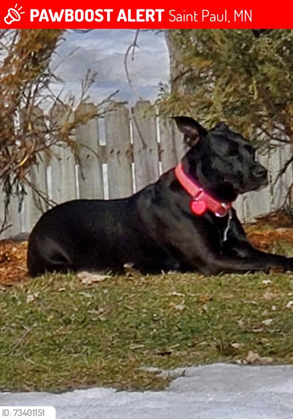 Lost Female Dog last seen Jackson/Adolphus & Roselawn, Saint Paul, MN 55117