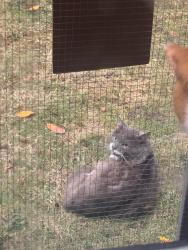 Found/Stray Unknown Cat last seen Cesar Chavez & Holgate, Portland, OR 97202
