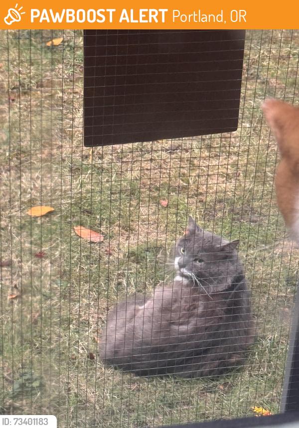 Found/Stray Unknown Cat last seen Cesar Chavez & Holgate, Portland, OR 97202