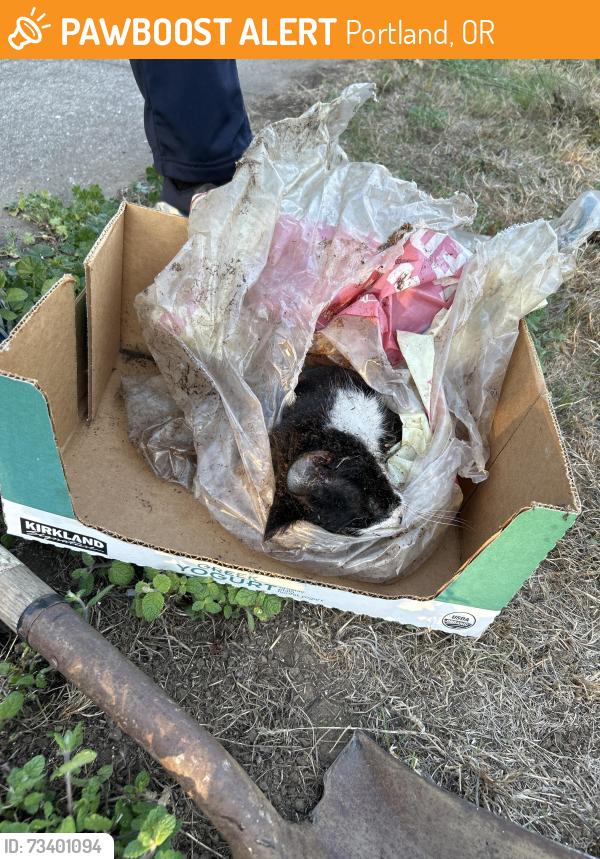 Found/Stray Unknown Cat last seen NE Failing ST and 7th, Portland, OR 97212