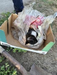 Found/Stray Unknown Cat last seen NE Failing ST and 7th, Portland, OR 97212