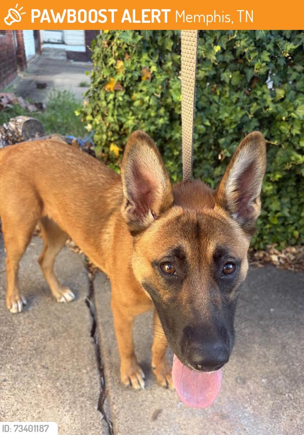 Found/Stray Female Dog last seen Evelyn and Barksdale, Memphis, TN 38104