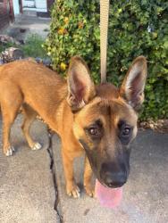 Found/Stray Female Dog last seen Evelyn and Barksdale, Memphis, TN 38104