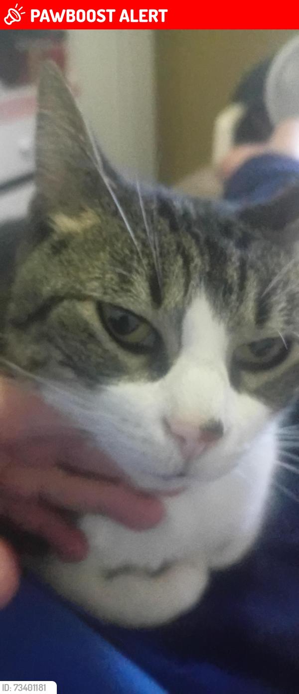 Lost Female Cat last seen Perto da A3 studio que fica perto do escritório do IFF, Santos Dumont, RS 97546-210