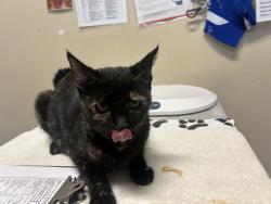 Shelter Stray Female Cat last seen Near N Citrus Avenue, Escondido, CA, 92027, Oceanside, CA 92058, USA