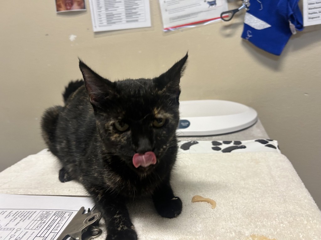 Shelter Stray Female Cat last seen Near N Citrus Avenue, Escondido, CA, 92027, Oceanside, CA 92058, USA
