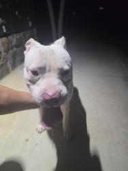 Found/Stray Male Dog last seen Harrington Trails in New Caney, New Caney, TX 77357